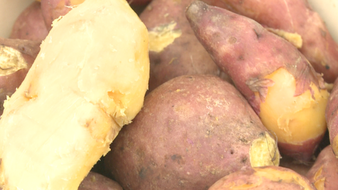 Can a new sweet potato help tackle child malnutrition…