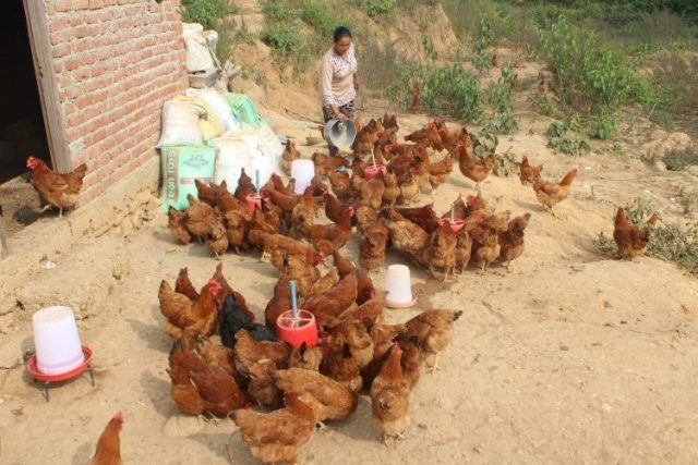 कुखुरामा रानीखेत रोगको प्रकोप