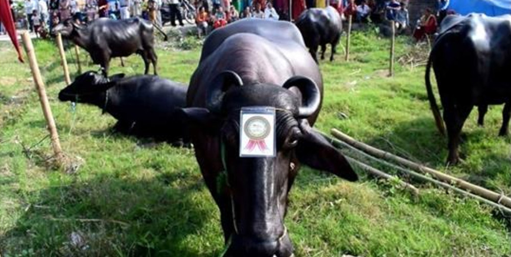 सुन्दरी प्रतियोगितालाई चुनौति दिदै गाईभैसी