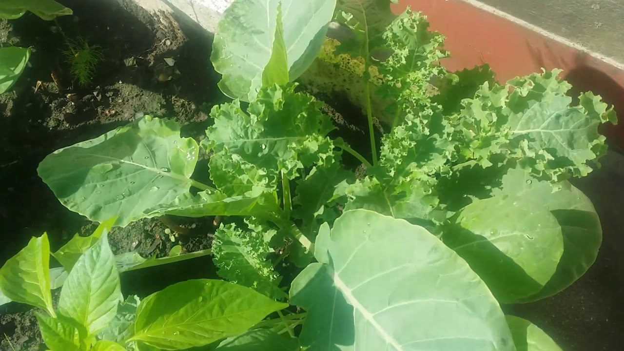 कौसी खेतीमा ७८ वर्षीया वृद्धाको तरकारी खेती मोह