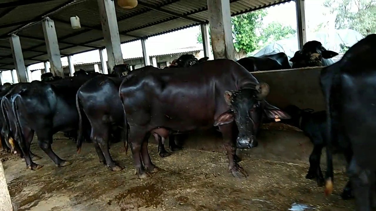 रोकाको सफलताको कथा, भैसी पालेर विदेशभन्दा ४ गुणा आम्दानी