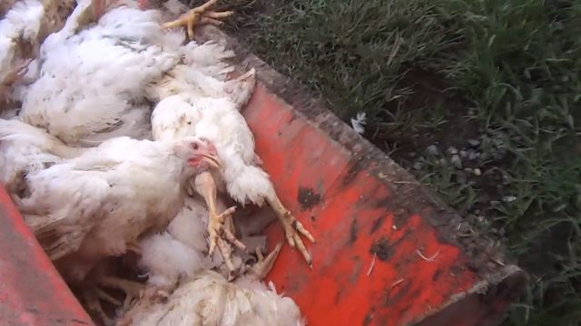 भेटेनरी डाक्टरले पालेकै बोइलर कुखुरा कसरी स्वाहा भयो ?