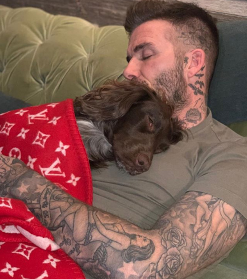 कुकुरकालागि ७ लाखको   कम्बल !