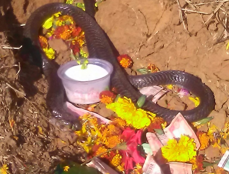 नाग देवता उत्पत्ति भएको भन्दै पूजा