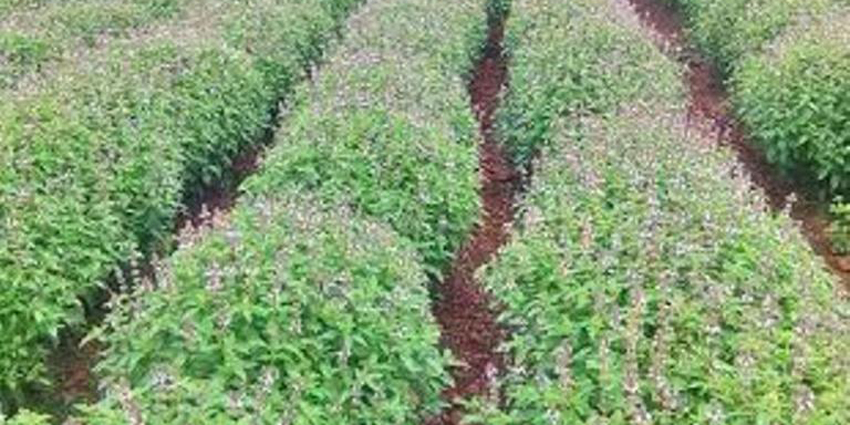 बाँकेमा व्यावसायिक जडीबुटी खेती