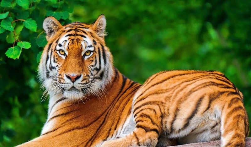 दुर्लभ पाटेबाघ मृत भेटियो