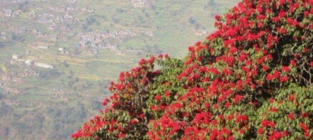 रेसुङ्गा वनमा फुलेको लालीगुराँसले पर्यटकलाई लोभ्याउँदै