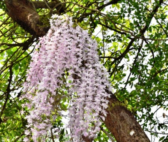 नयाँ वर्षकै दिनमा मात्रै फुल्ने ‘फूल’ प्रकृतिको एउटा उपहार