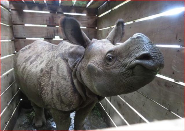 यस वर्ष नहुने भयो गैँडा गणना