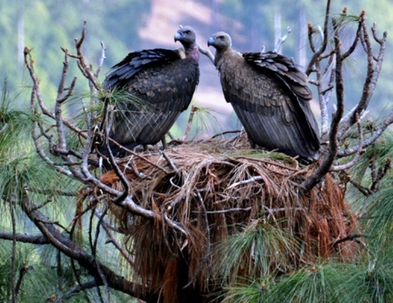 विश्वकै दुर्लभ मानिएको गिद्धले बच्चा कोरल्यो