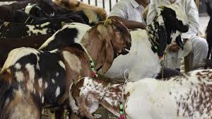 मासु काटमार गर्ने र किन्नेलाई ५० हजार जरिवाना, सुराकीलाई १५ हजार इनाम