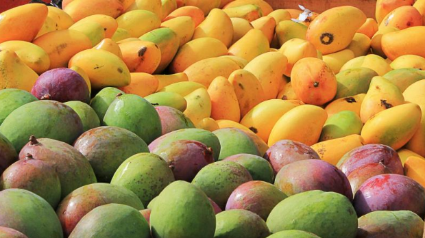 बजारमा विषादी प्रयोग गरेका आँप छ्यापछ्याप्ती