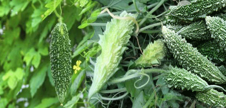 व्यवसायिक तीते करेला खेती कसरी गर्ने ?