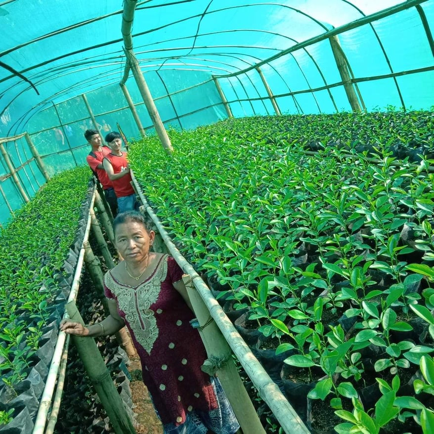 सुकमायाको सफलताको कथा, गृहणी देखि सफल कृषी उद्यमी