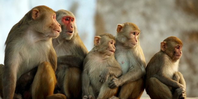 प्रधानमन्त्री रोजगार कार्यक्रमको बजेट बाँदर लखेट्न खर्च