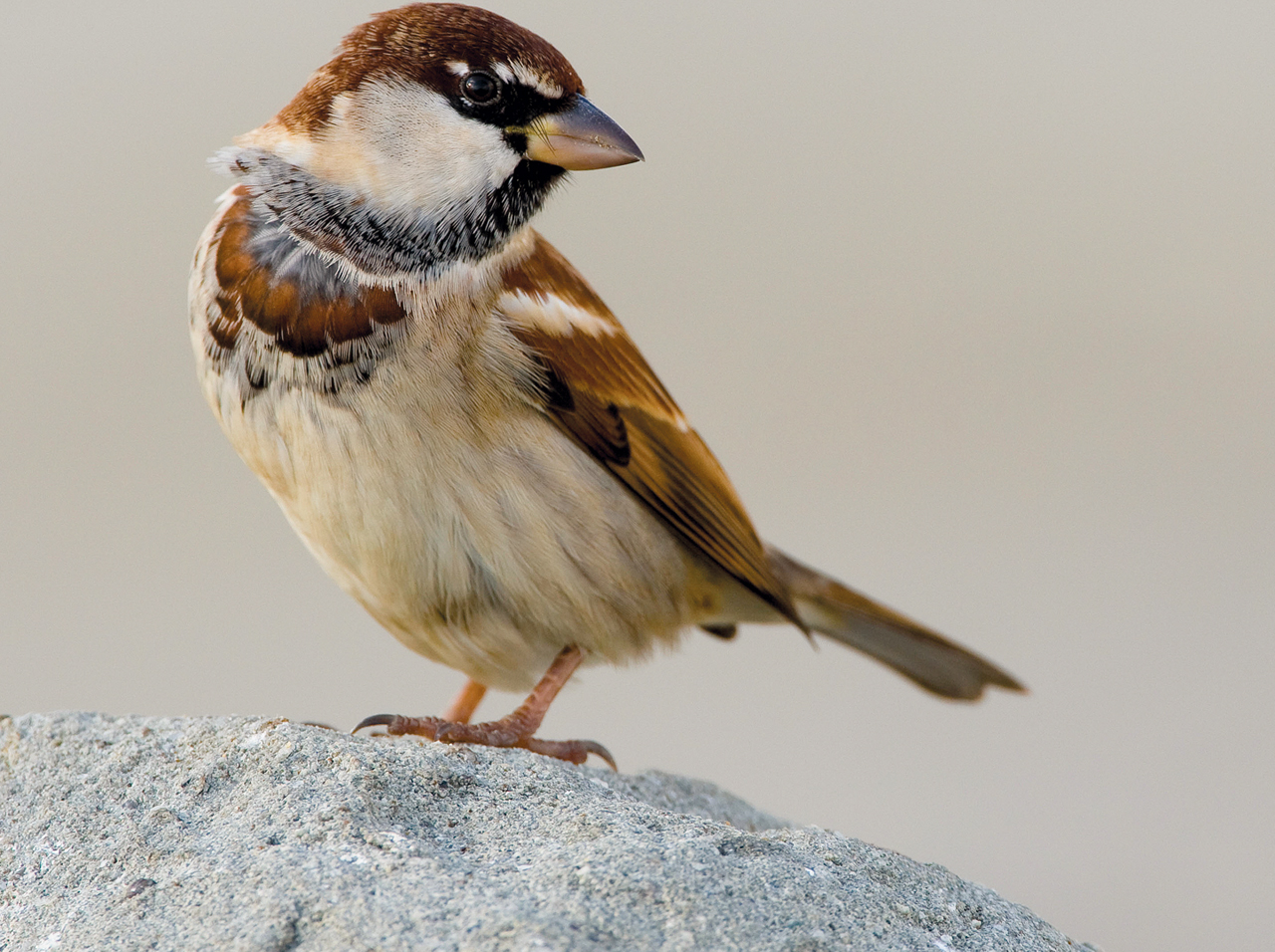 दिनमै ३ समय पटक यौन सम्पक राख्ने चरा