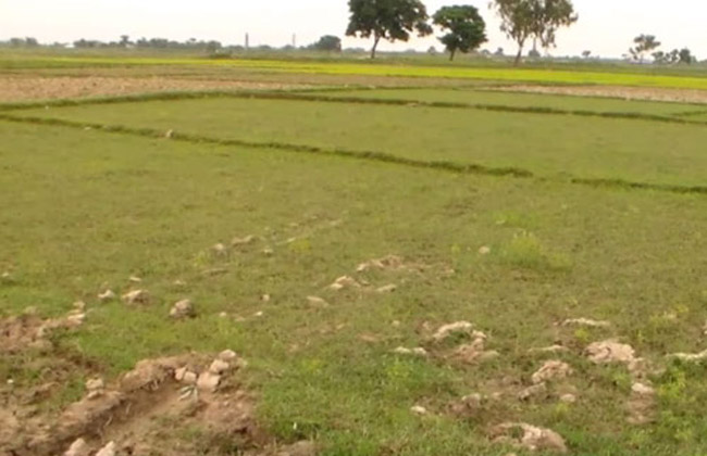नहरमा पानी घटेपछि सुक्खा खेतमै रोपाइँ