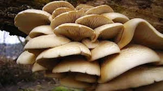 सावधान : वनको च्याउमा विष हुन सक्छ