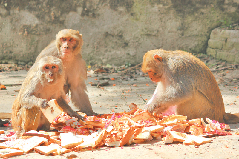 बाँदरले घरमै आएर थालको भात खोस्न थालेपछि….