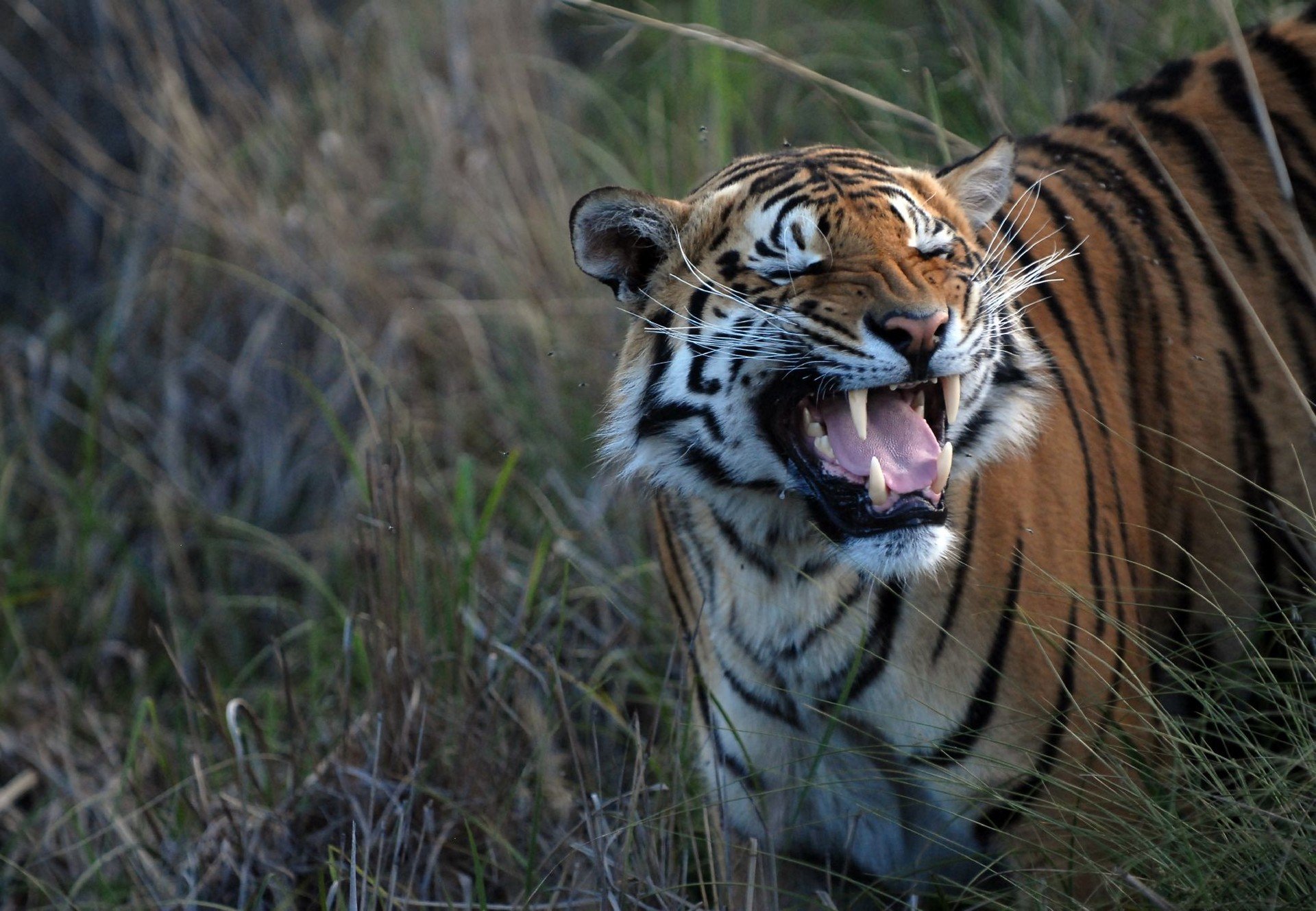 चितवनमा वन्यजन्तु पालन केन्द्र बनाइदै