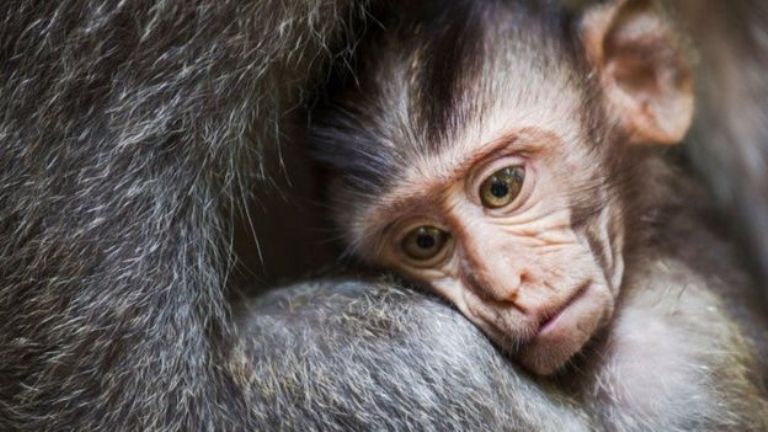 के जनावरले पनि शोक मनाउँछन् ?