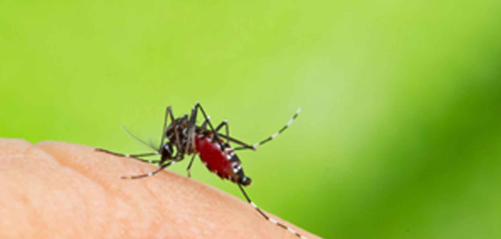 सुदूरपश्चिममा एक हजार छ सयमा डेङ्गु सङ्क्रमण, तीनको मृत्यु