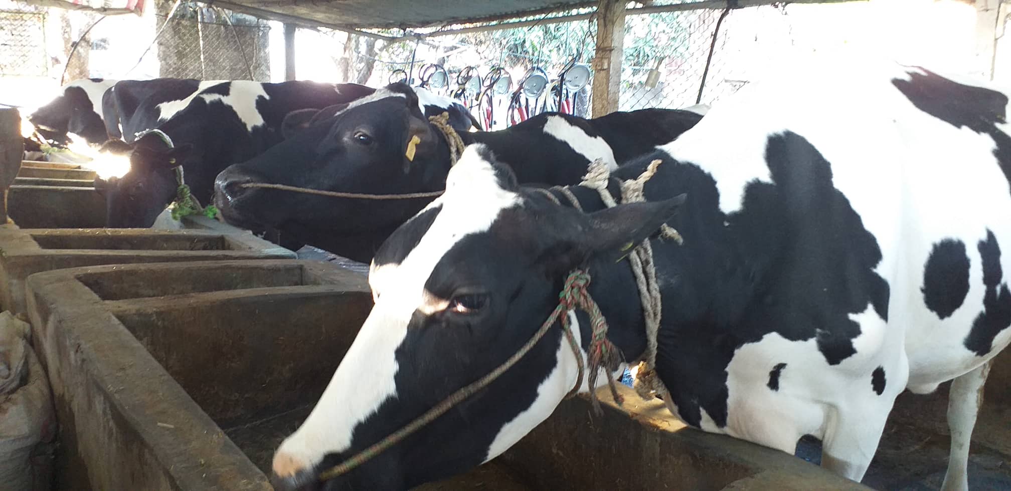 पशुपालन  व्यवसायले ५० लाख स्वाहा !