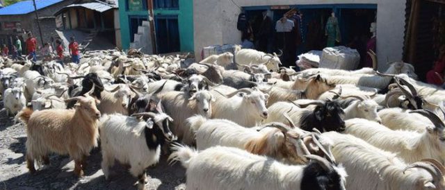 बाँकेबाट तीन हजार खसी काठमाडौँ पठाइँदै