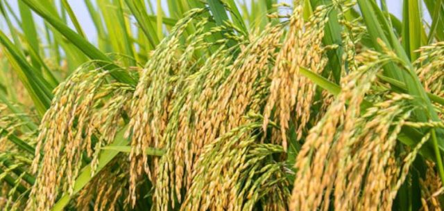 एक पटक रोपेको धानबाट २ पटक बाली भित्र्याउन पाउँदा दंग किसान