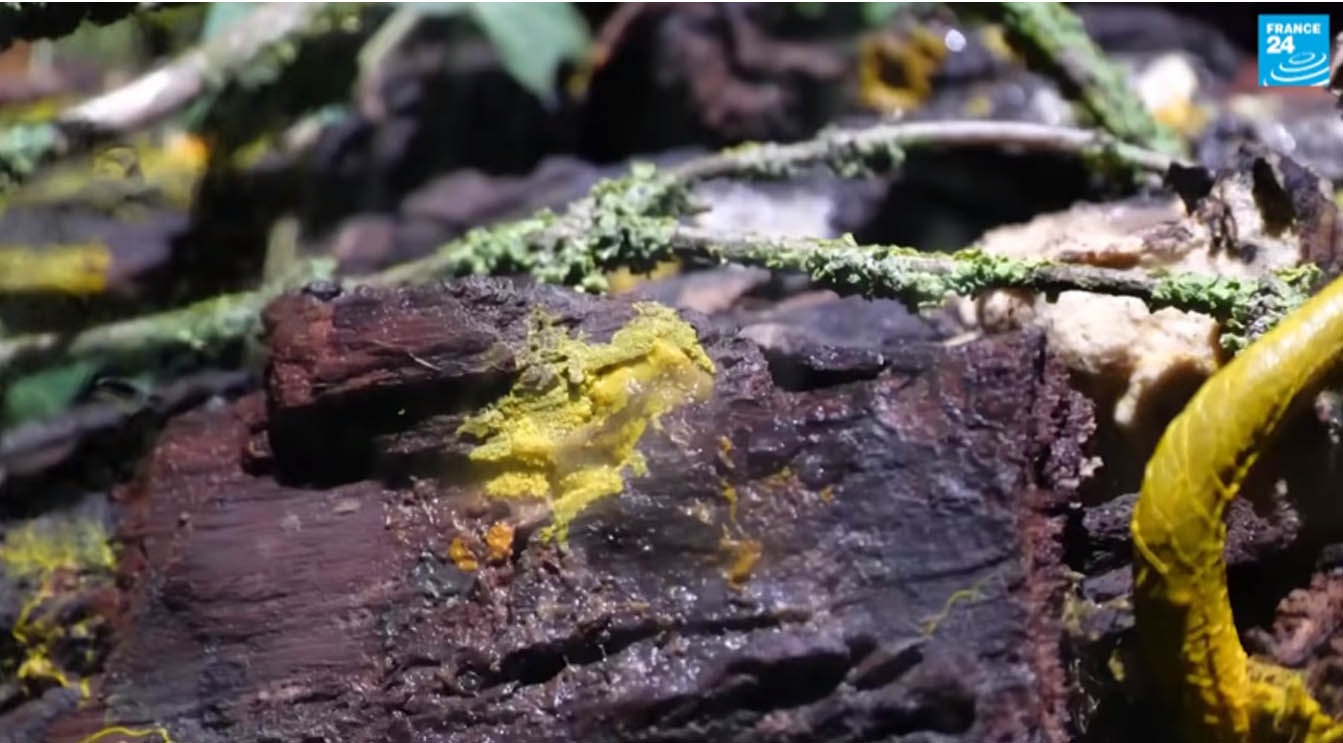 पेरिसमा भेटियो ७२० वटा लिंग भएको अनौठो जीव