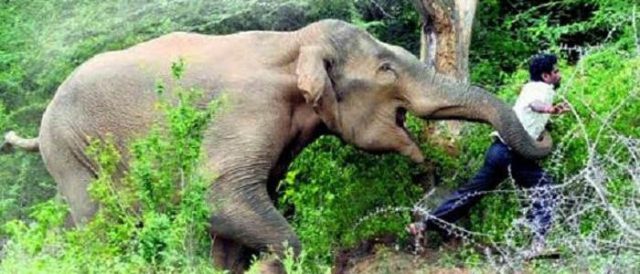 मानव–वन्यजन्तु द्वन्द्वका घट्ना बढ्दै