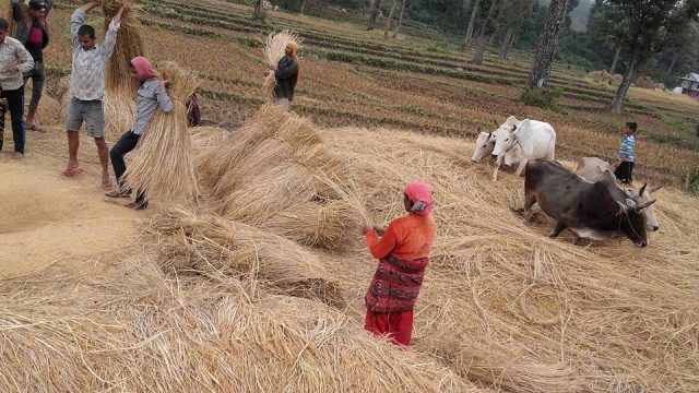 धान खरिद शुरु