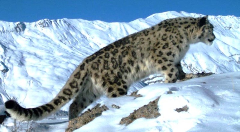 हिउँ चितुवाको ‘सेटलाइट कलार’बाट आउन थाल्यो सूचना