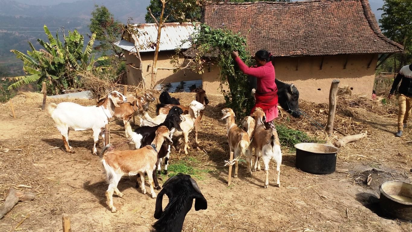 बाख्रापालनले महिलाको आयआर्जनमा वृद्धि