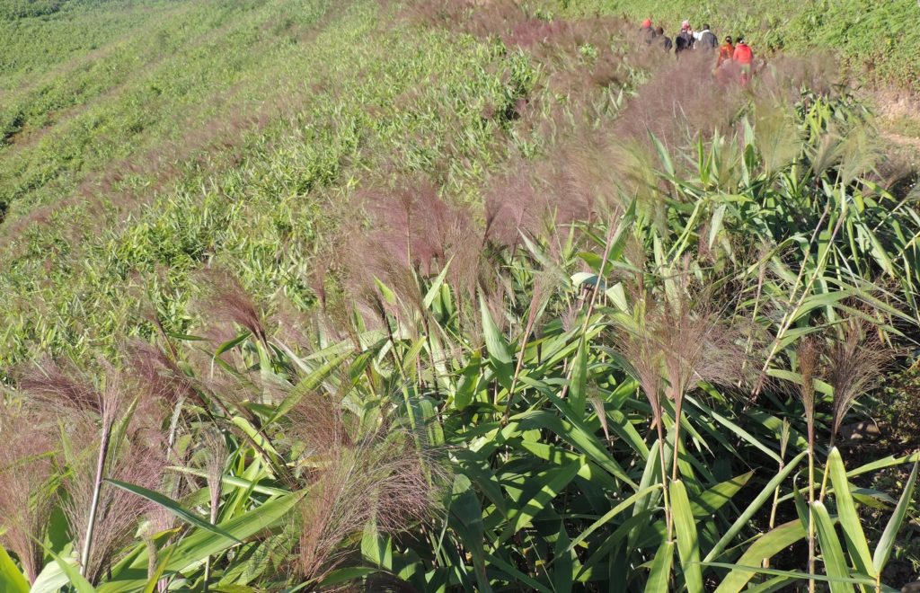 पर्यटकलाई लोभ्याउने काउँलेडाँडाको अम्रिसो