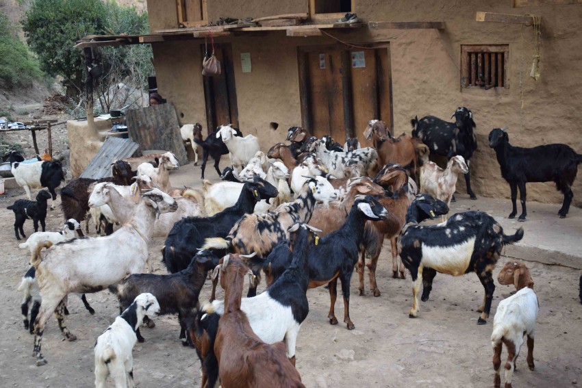 बाख्रापालनलाई प्रवद्र्धन गरिँदै