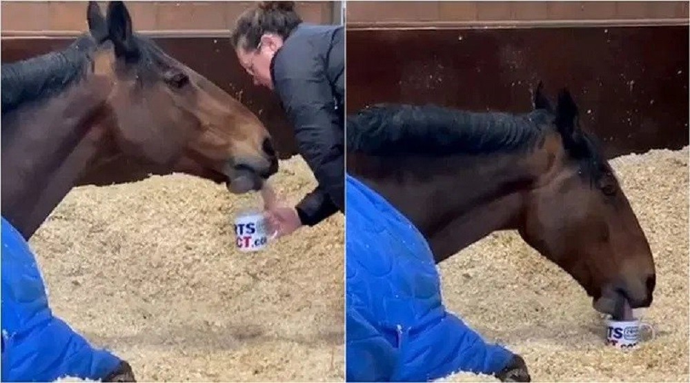 चिया नपिई कामै नगर्ने कस्तो घोडा हो यो ?