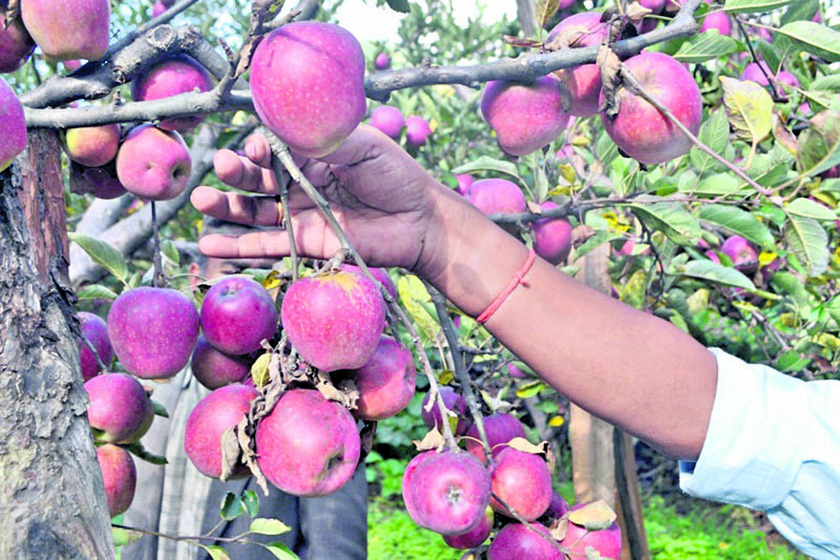 स्याउले धनी बन्दै कर्णाली