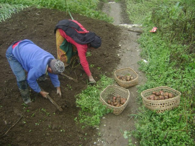 वर्षाले आलु खेतीमा फाइदा