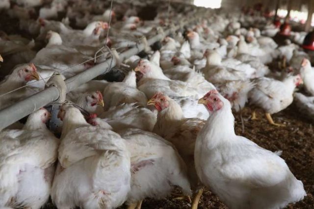 अवैध पोल्ट्रीजन्य वस्तु भित्रिँदा किसानलाई समस्या