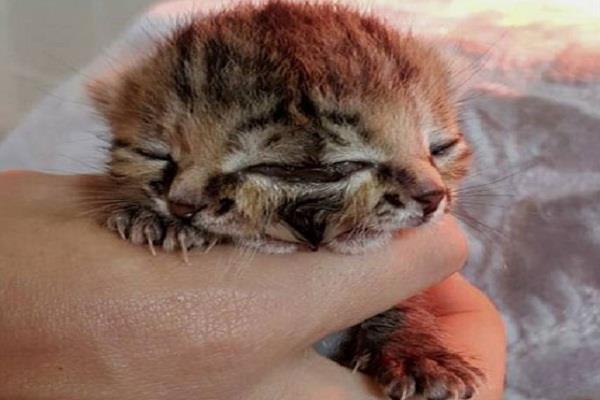 दुई मुख र तीन आँखा भएको बिरालो