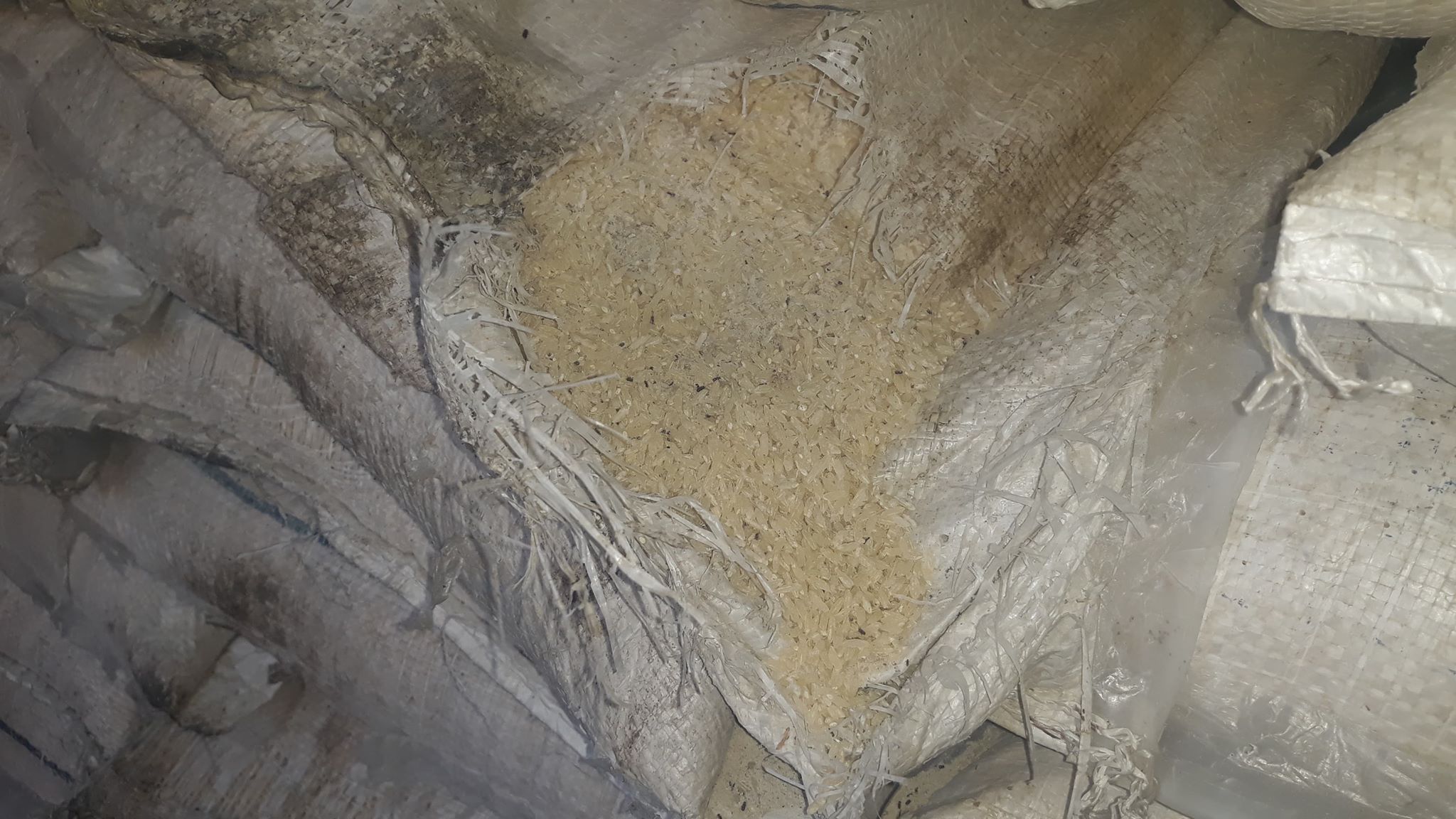 खाद्यको गोदाममा कुहिएको र किरा परेको चामल