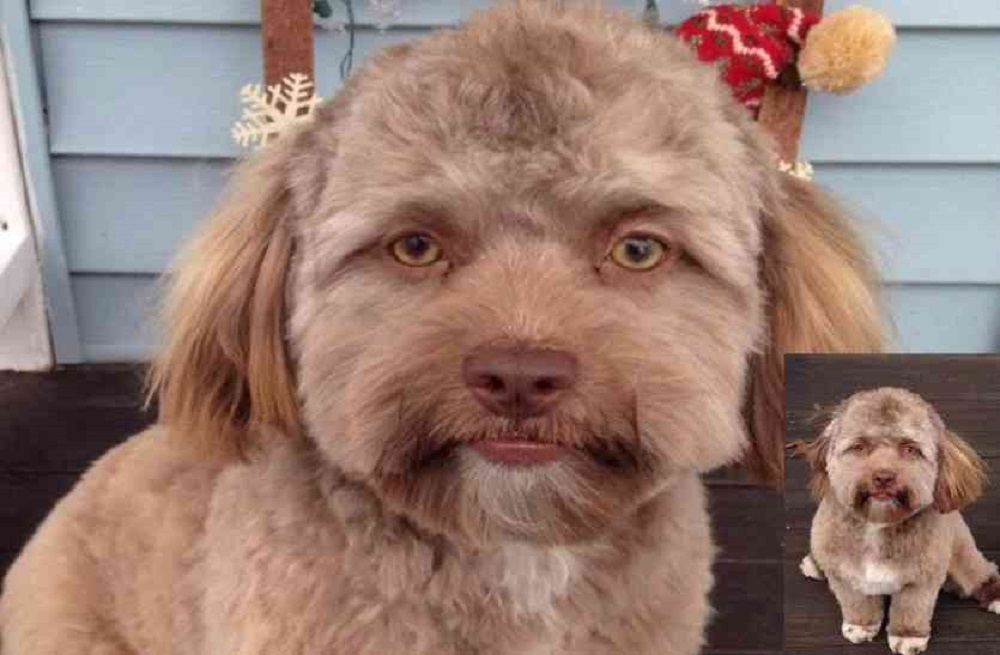 ठ्याक्कै मान्छेसँग अनुहार मिल्ने कुकुर