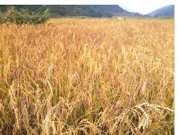 धान उत्पादनमा कमी हुँदा किसान चिन्तित