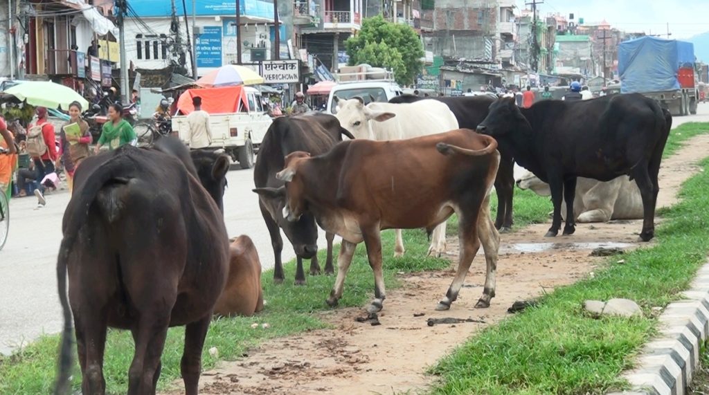 छाडा गाईलाई व्यवस्थापन गर्न गौशाला निर्माण हुँदै