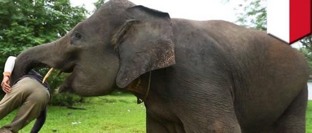 जङ्गली हात्तीको आक्रमणबाट एकको मृत्यु, छ घाइते