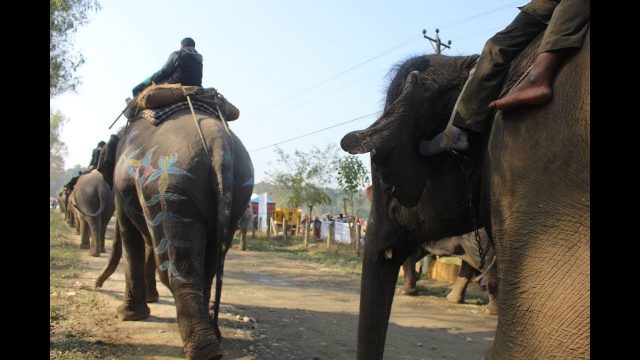 सुरु भयो हात्ती पोलो