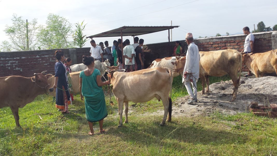 पशुको लादी व्यवस्थापनको उपाय बायोग्यास