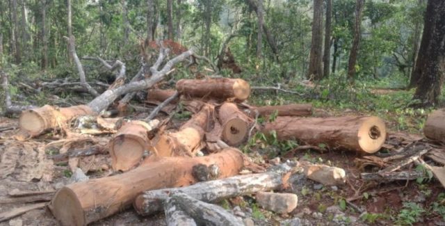 दु्रतमार्ग निर्माणका क्रममा काटिए २८ हजार रूख