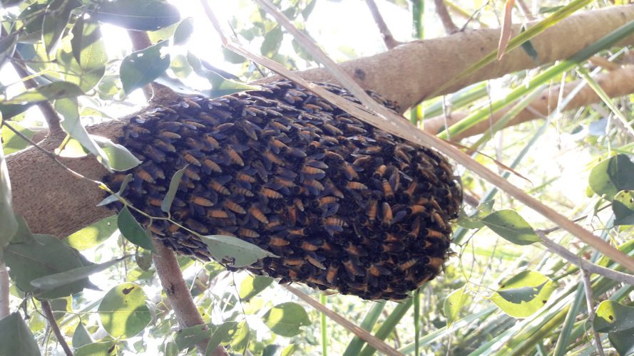 वन मौरीको टोकाइबाट एकको मृत्यु